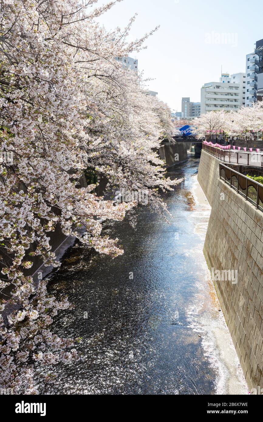Cerisiers en fleurs au-dessus de la rivière Meguro à Nakameguro, Tokyo, Japon. Banque D'Images