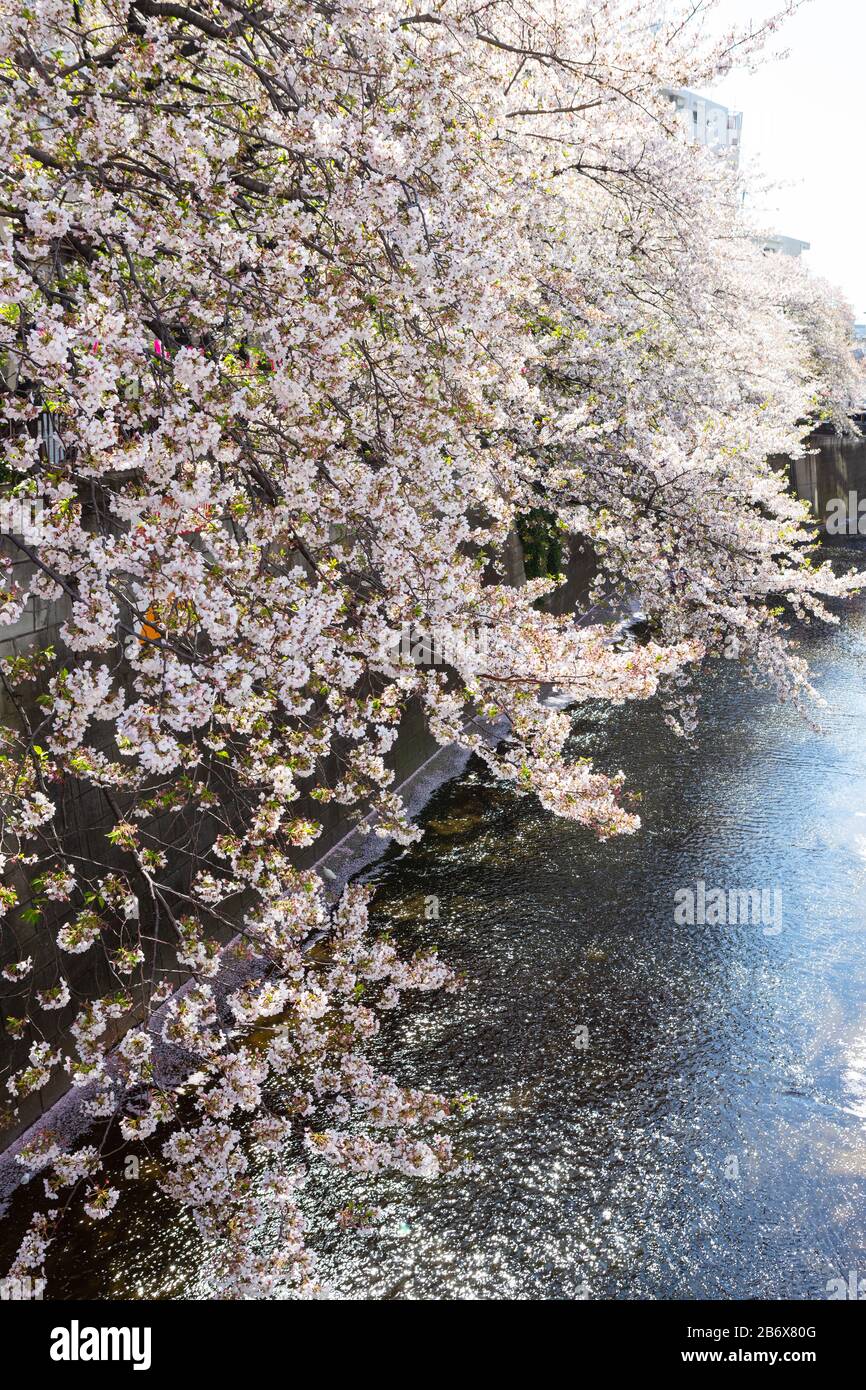 Cerisiers en fleurs au-dessus de la rivière Meguro à Nakameguro, Tokyo, Japon. Banque D'Images