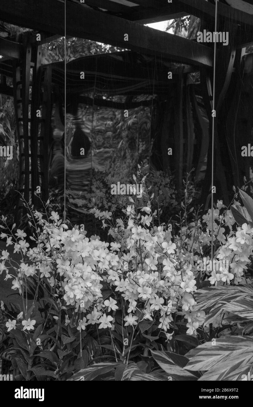 Orchid Dendrobium Shabin Blanc n vu à l'extérieur dans le jardin botanique de Singapour. Banque D'Images