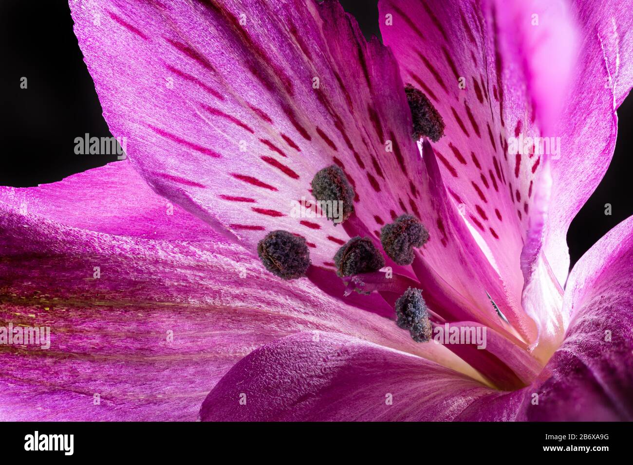 Macro photo d'une belle fleur de lys péruvienne violette sur un fond sombre  Photo Stock - Alamy