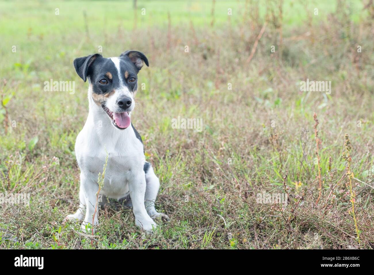 Jack Russell Terrier noir et blanc posant dans un champ Photo