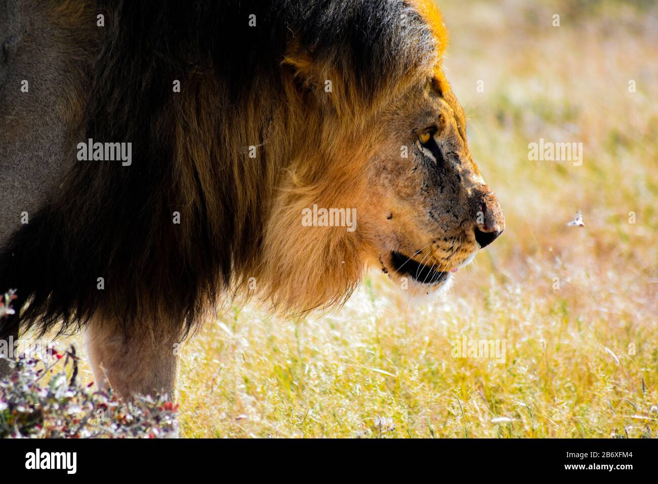 Portrait du lion masculin en Namibie Banque D'Images