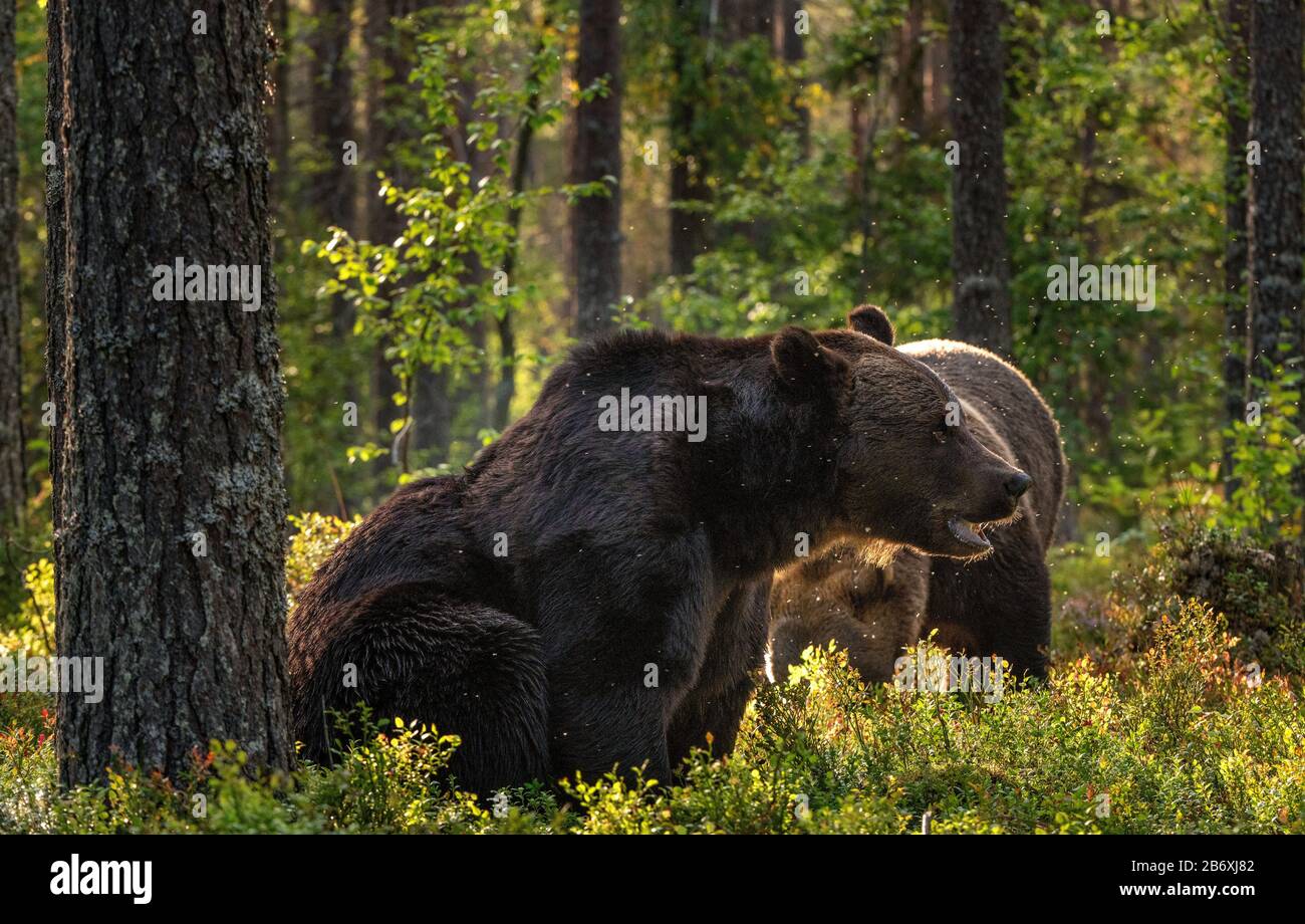 Ours bruns adultes dans la forêt de pins. Nom scientifique: Ursus arctos. Habitat naturel. Saison d'automne. Banque D'Images