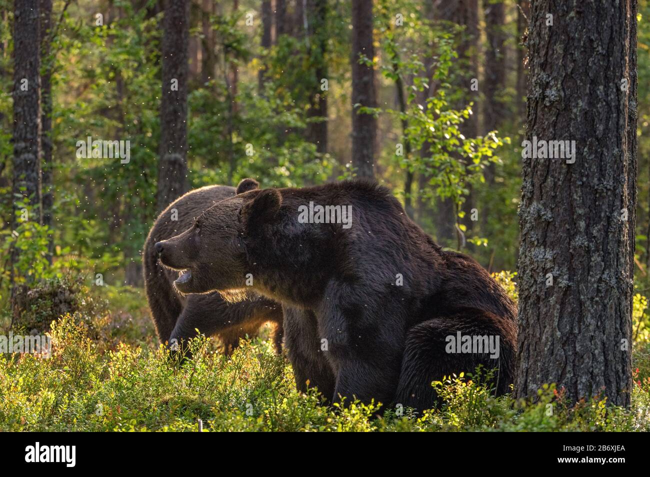 Ours bruns adultes dans la forêt de pins. Nom scientifique: Ursus arctos. Habitat naturel. Saison d'automne. Banque D'Images
