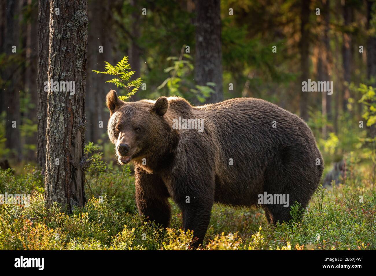 Mâle adulte d'ours brun dans la forêt de pins. Nom scientifique: Ursus arctos. Habitat naturel. Banque D'Images