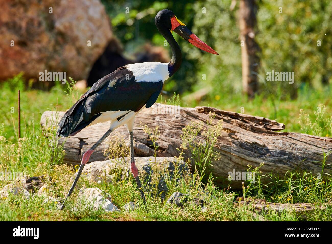 Saddle-billed Stork (Ephippiorhynchus senegalensis) Banque D'Images