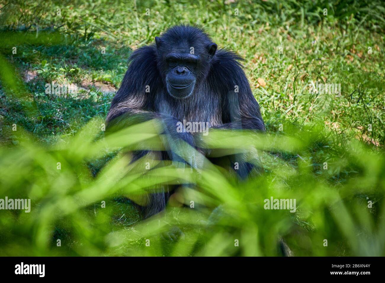 Nom scientifique commun des chimpanzés (Pan troglodytes) Banque D'Images