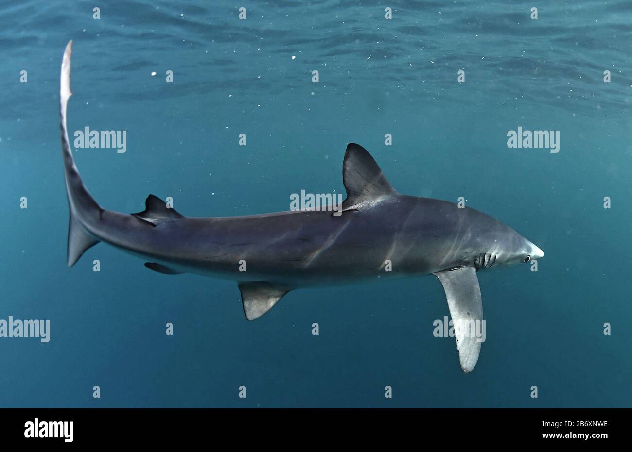Requin bleu nageant dans le bleu. Nom scientifique: Prionace glauca. Habitat naturel. Afrique Du Sud. Banque D'Images