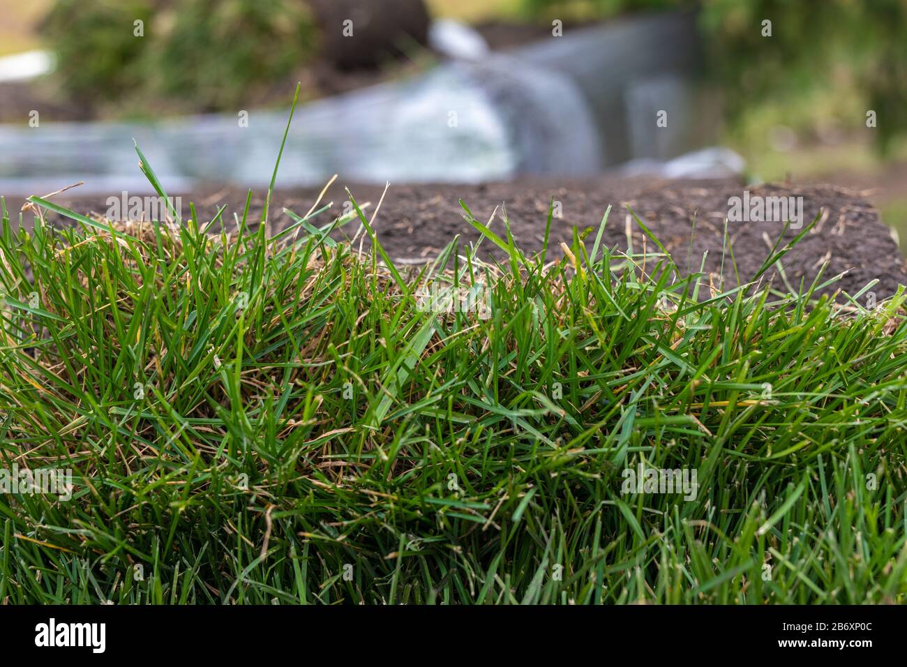 tapis vert en rouleau pour pelouse. Pile de rouleaux de gazon pour l'aménagement paysager. Banque D'Images
