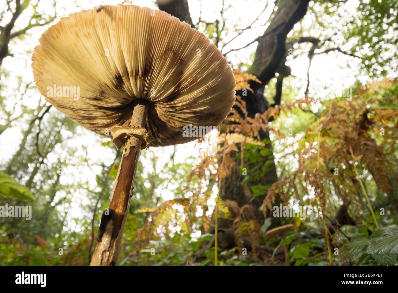 Le champignon du parasol de Shaggy (Chlorophyllum rhacodes) dans les bois décidus. Surrey, Royaume-Uni. Banque D'Images
