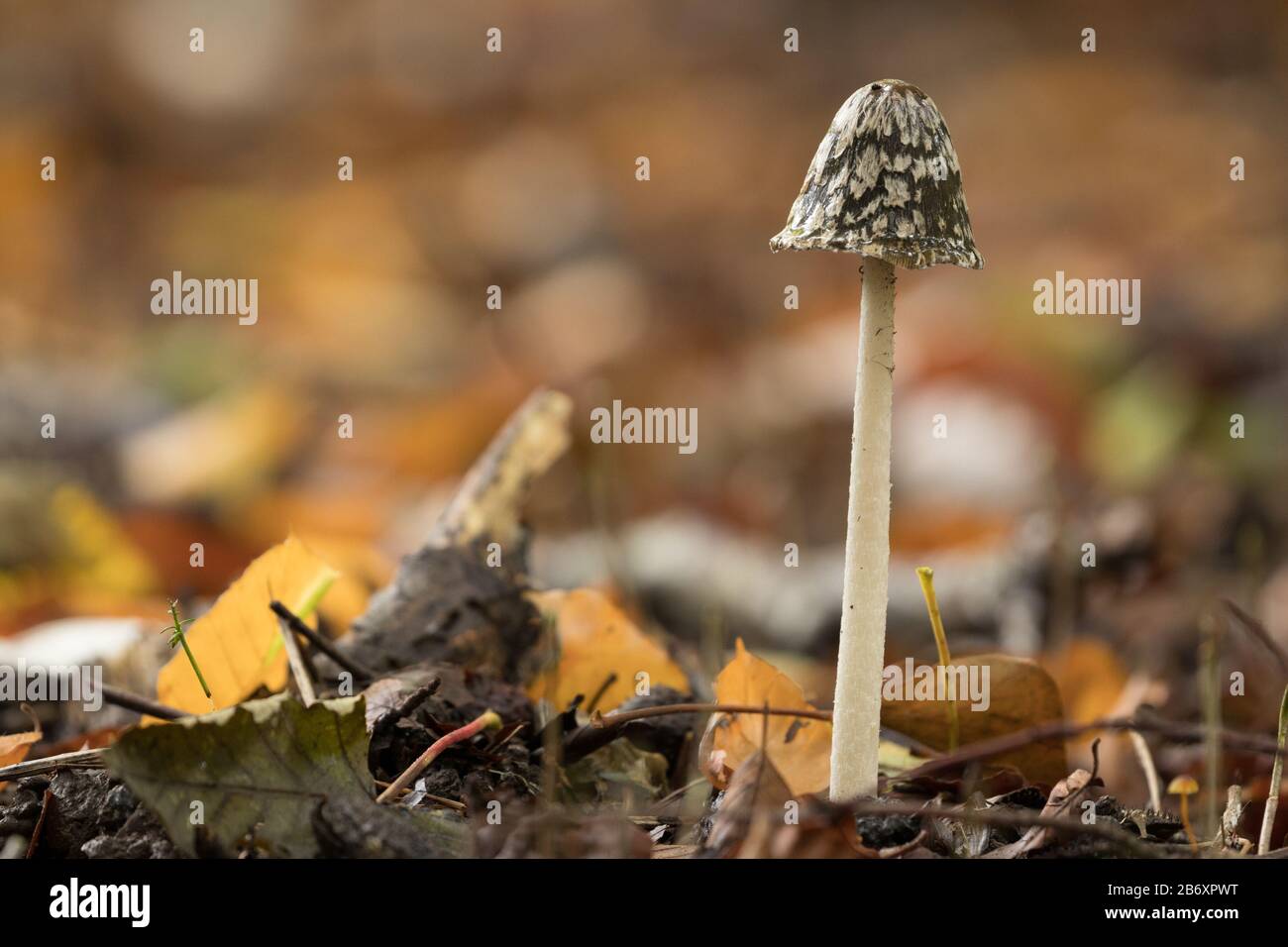 Magpie inkcap (Coprinopsis picacea) dans des bois de hêtre. Surrey, Royaume-Uni. Banque D'Images