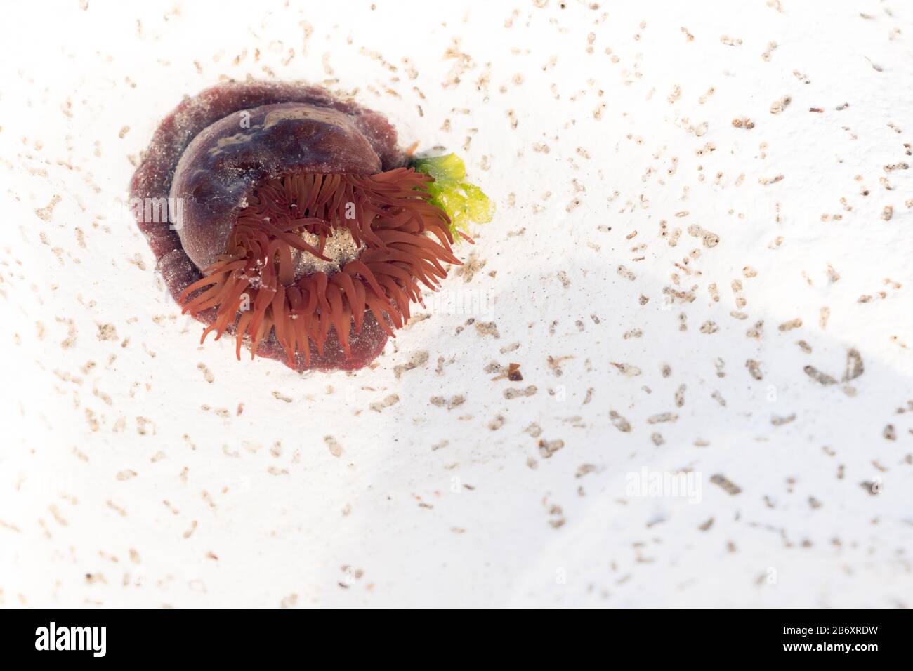 L'anémone de Beadlet (Actinia equina) grandit dans le craie rockpool. Sussex, Royaume-Uni. Banque D'Images