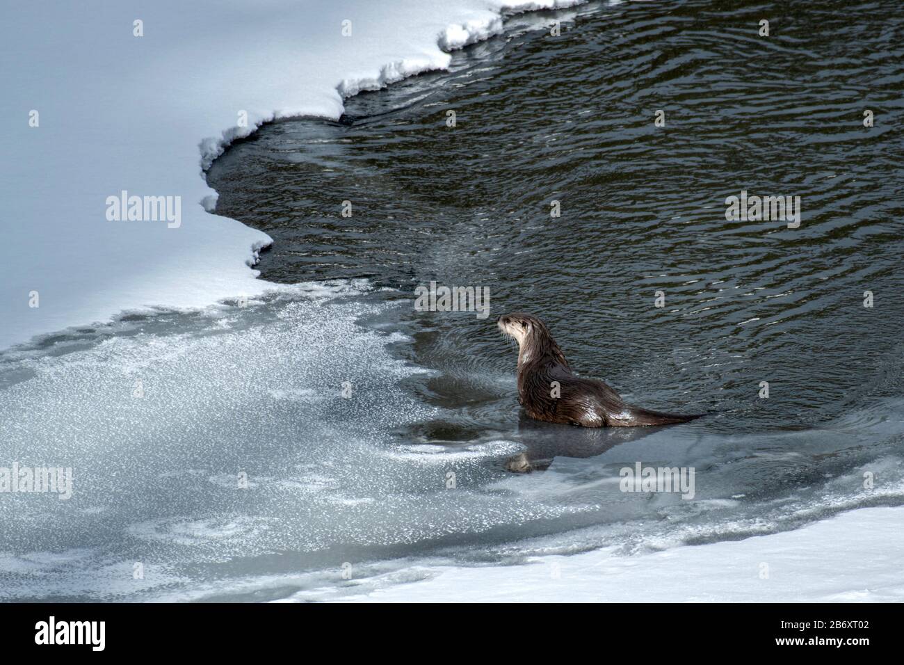 États-Unis, montagnes Rocheuses, Wyoming, Yellowstone National Park, UNESCO, Patrimoine mondial, Otter dans la neige Banque D'Images