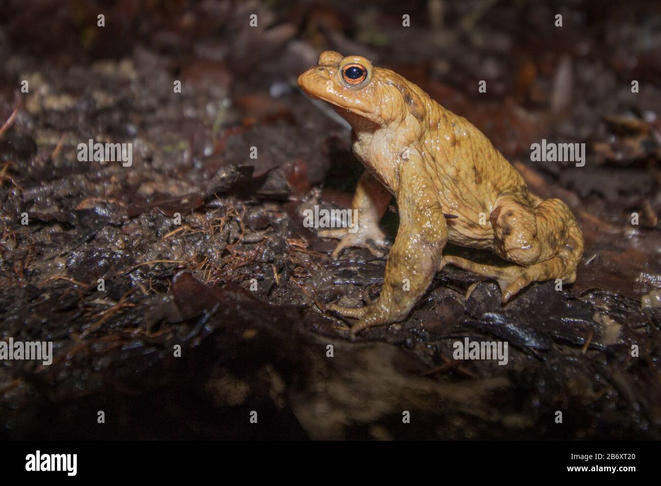 Crapaud mâle (Bufo bufo) sur la migration printanière à l'étang de reproduction la nuit. Sussex, Royaume-Uni. Banque D'Images