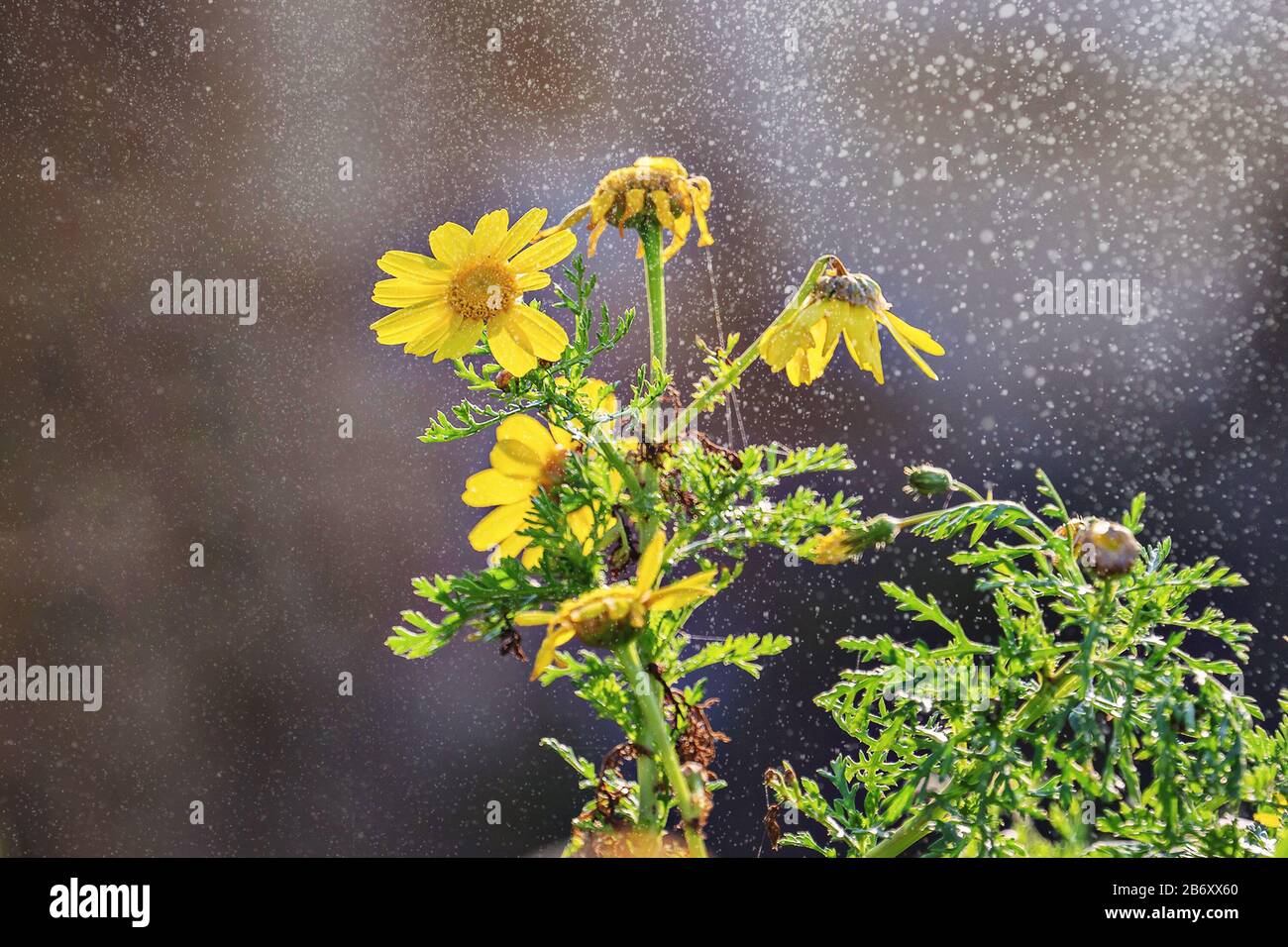 Marigold jaune ou fleur de Marguerite de maïs en jet de pluie, vue rapprochée. Un arrière-plan naturel au printemps Banque D'Images