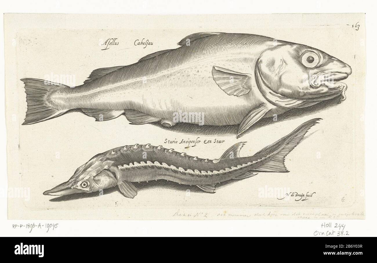 Kabeljauw en steur Libelives varia Genres pisic complectens (serietitel) Zoetwatervissen, zeevissen, kikkers, schaaldieren zeewezens (serietitel) cod and esturgeon, inscriptions identifient le poisson en latin et Nederlands. Fabricant : printmaker: Nicolaes de Bruyn (bâtiment classé) dans sa conception: Nicolaes de Bruyn Éditeur: Assuerus de Londerseel (possible) Editeur: Francoys de Beusekom (possible) Fabrication De Lieux: Pays-Bas Date: 1581 - 1656 Caractéristiques physiques: Engraun matériau: Papier technique: Engraa (procédé d'impression) mesures: EDGE: Edge: H 120 mm × L 224 mmToelichtin Banque D'Images