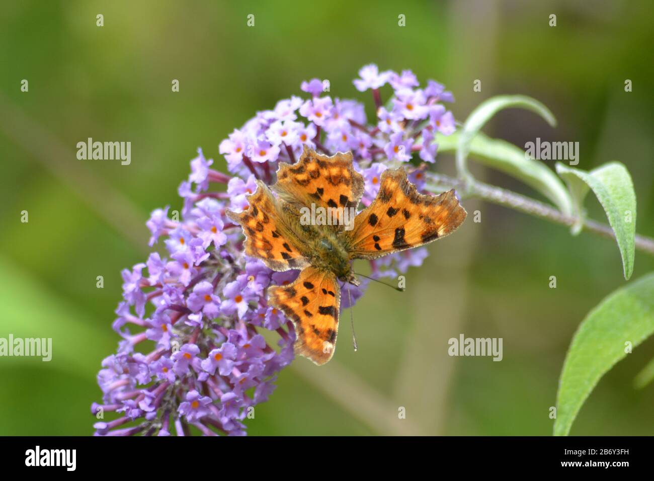 Comma Butterfly Feeding on a Buddleia (Buisson de papillon) Banque D'Images