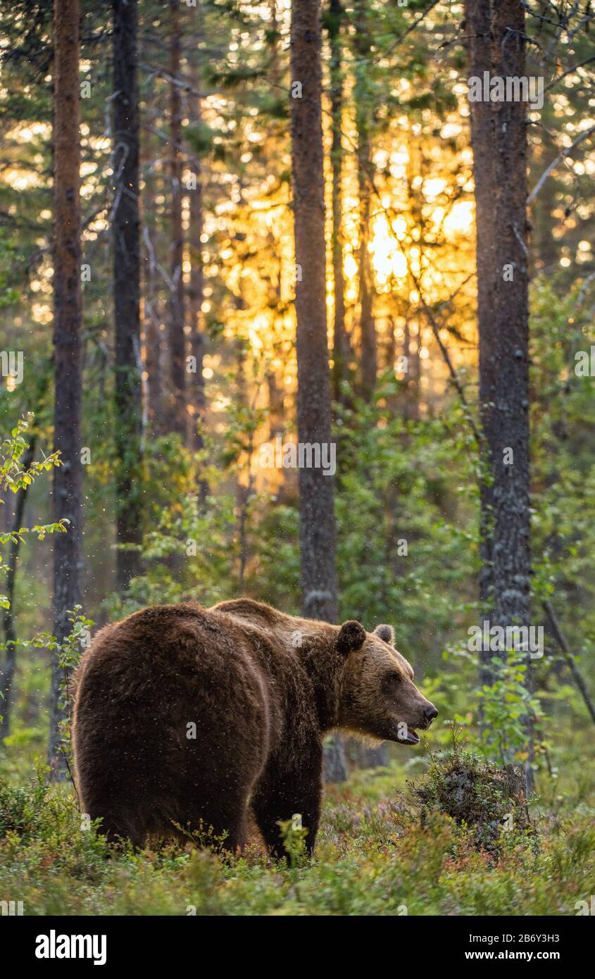 Grand ours marron rétroéclairé. Coucher de soleil forêt en arrière-plan. Mâle adulte d'ours brun dans la forêt d'été. Nom scientifique: Ursus arctos. habita naturelle Banque D'Images