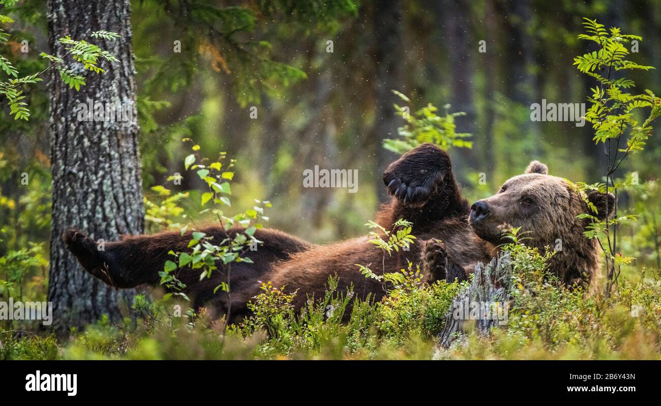 Ours brun Adulte sauvage allongé sur son dos avec ses pattes soulevées dans l'herbe verte dans la forêt d'été. Forêt de pins verts fond naturel, soir tw Banque D'Images