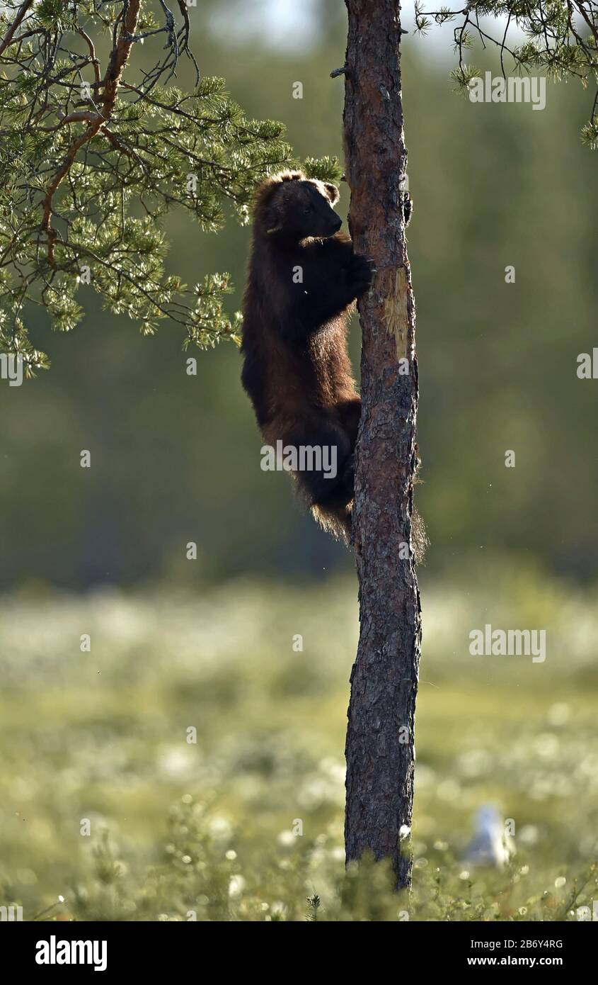 Wolverine grimpant sur l'arbre. Nature sauvage. Habitat naturel. Fessio, carcajou, ours de mouffette ou hachures rapides. Nom scientifique: Gulo gulo Banque D'Images