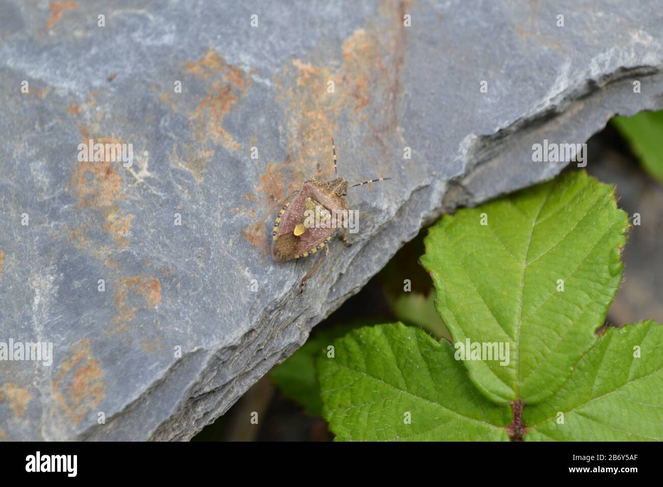 Insecte de protection marbré (Rhaphigaster nebulosa) Banque D'Images