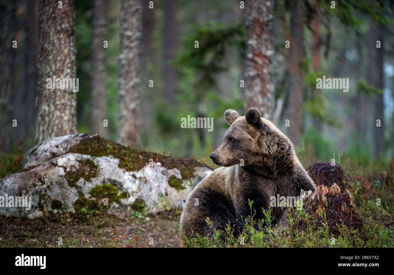 L'ours brun se trouve dans la forêt de pins. Nom scientifique: Ursus arctos. Habitat naturel. Banque D'Images