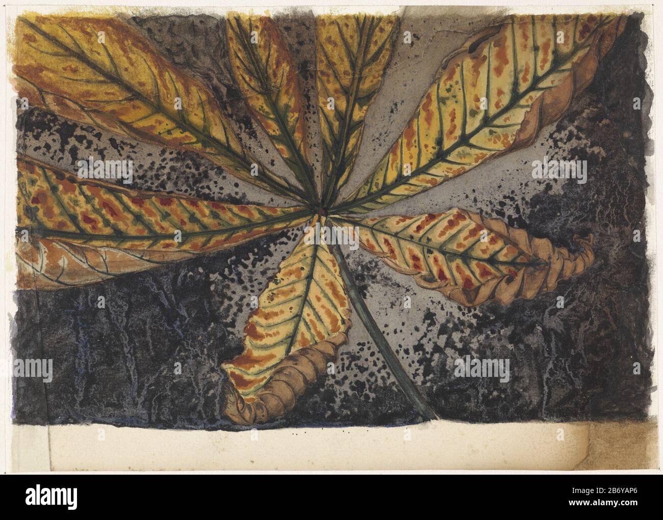 Kastanjeblad Chestnut Leaf Type d'objet: Dessin aquarelle Numéro d'article: RP-T 1954-501 Fabricant : artiste: Julie Veuillez Dater: 1887 - 1924 Caractéristiques physiques: Craie noire, pinceau et couleurs en aquarelle matériaux: Craie de papier technique aquarelle: Dimensions du pinceau: H 196 mm × W 275 mm Objet: arbres (châtaigniers) (+ feuilles, feuilles de mise) Banque D'Images