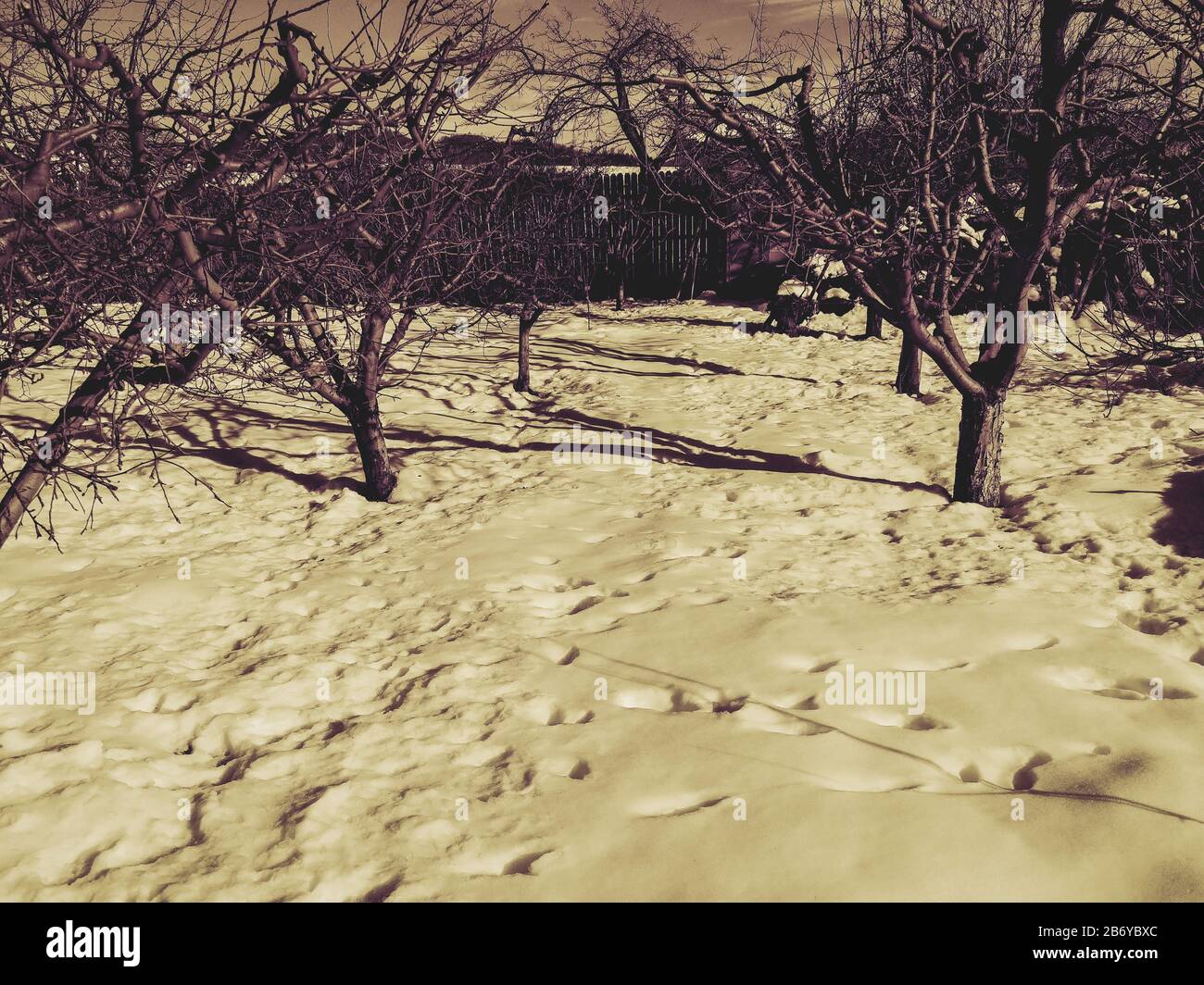 Verger d'arbres en hiver Banque D'Images