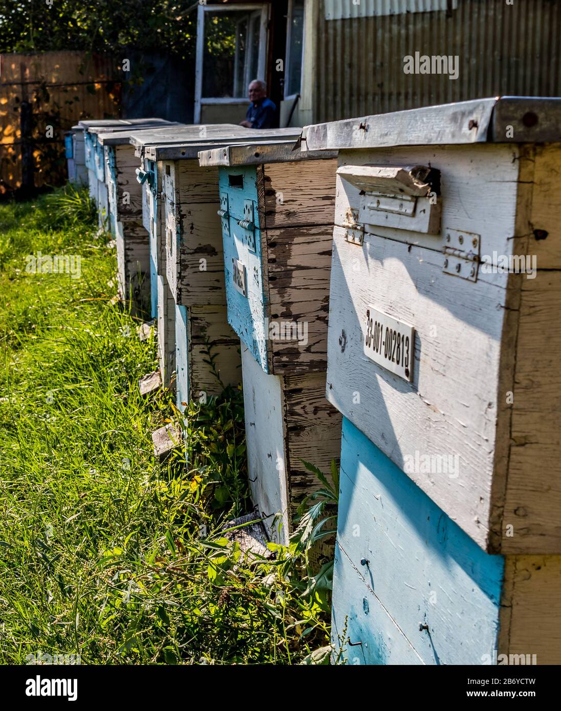 Gros plan de ruches en bois bleu et blanc dans un champ d'herbe avec un vieil homme assis en arrière-plan Banque D'Images