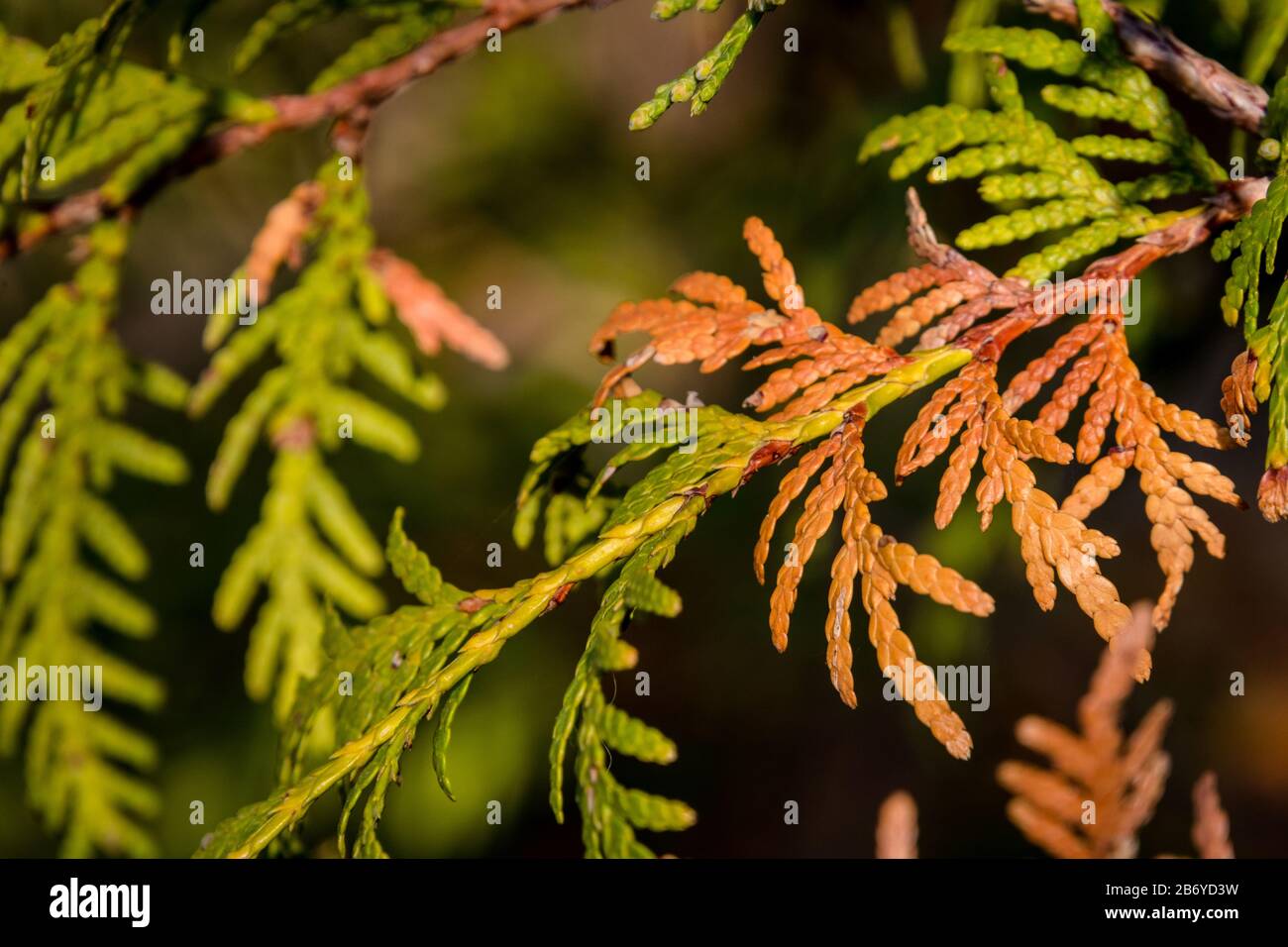 Gros plan de feuilles d'arbres de thuja vertes et brunes Banque D'Images