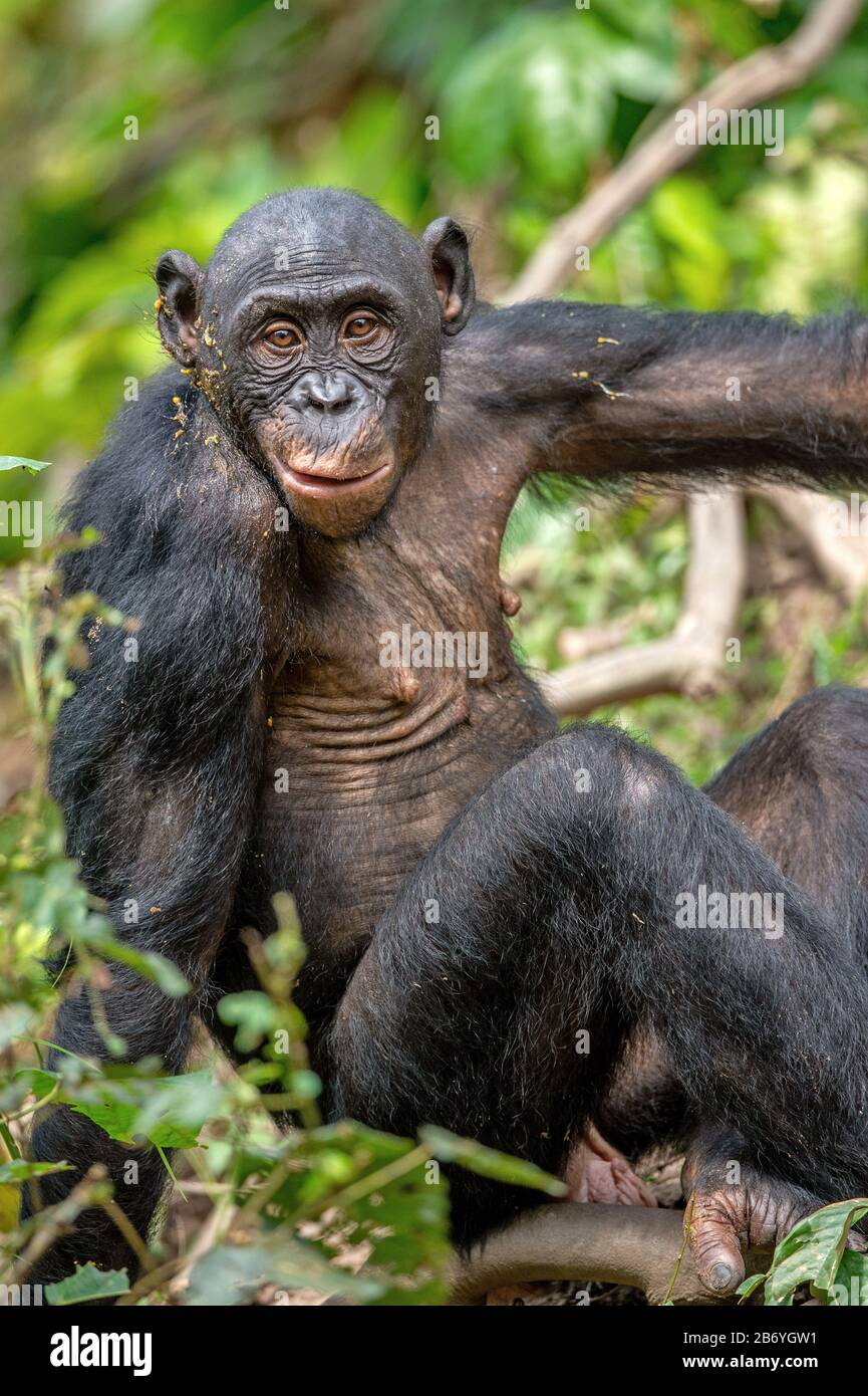 Bonobos jungle Banque de photographies et d’images à haute résolution ...