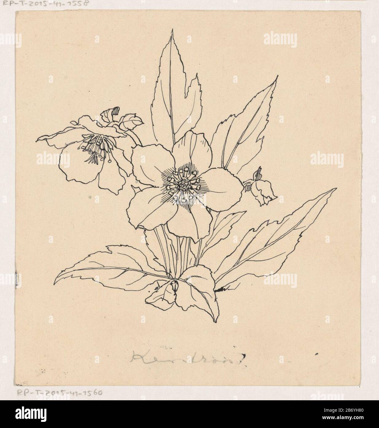 Kerstroos Kerstroos Type d'objet : tekening boekillustratie (onwerp) Objectnummer: RP-T-2015-41-1560 Inscriptions / Merken: Annopatie, recto, handgeschreven: «Kerstroos.’clichéanwijven, vernen, handgeschannotie, recto, recto, recto, hörderske, Verkützen, Verkützen: «Verkiten:», Verkützen: «verät, veräusen: «veräusen, veräusen, veräusen, verkiten, veräusen, veräusen, veräusen, 1940: Dimensions du stylo : H 147 mm × b 135 mm Sujet : plantes et herbes : hellebore Banque D'Images