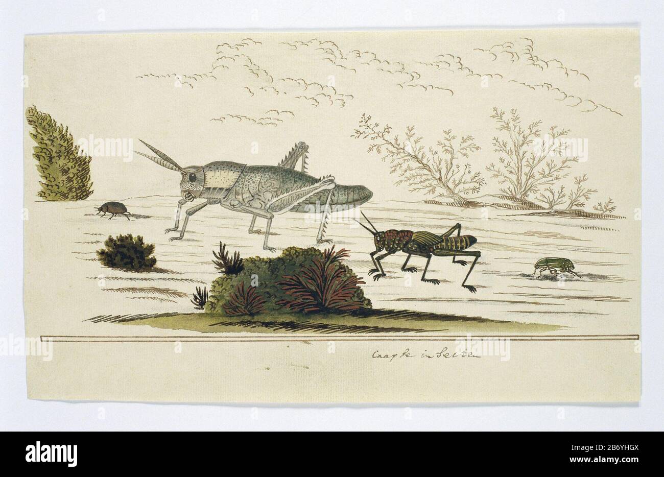 Kevers en Sprinkhanen (te identificeren) Caapse insecten (titel op object) coléoptères et sauterelles (à identifier) insectes Caapse (titre object) Type d'objet: Dessin animal étude album feuille Numéro d'objet: RP-T-1914-17-123 Inscriptions / marques: Annotation, à droite sous le stylo barre, en brun 'Cinsinaben' Fabricant: Robert Jacob Gordon (attribué à) Date: Oct 1777 - mar-1786 Caractéristiques physiques: Stylo en couleur d'encre brune, tout crayon ou craie noire, matière collée: Crayon d'encre de papier crayon technique: Stylo / pinceau dimensions: Album feuille: H 660 mm × W 480 mblad: H 178 mm × Banque D'Images