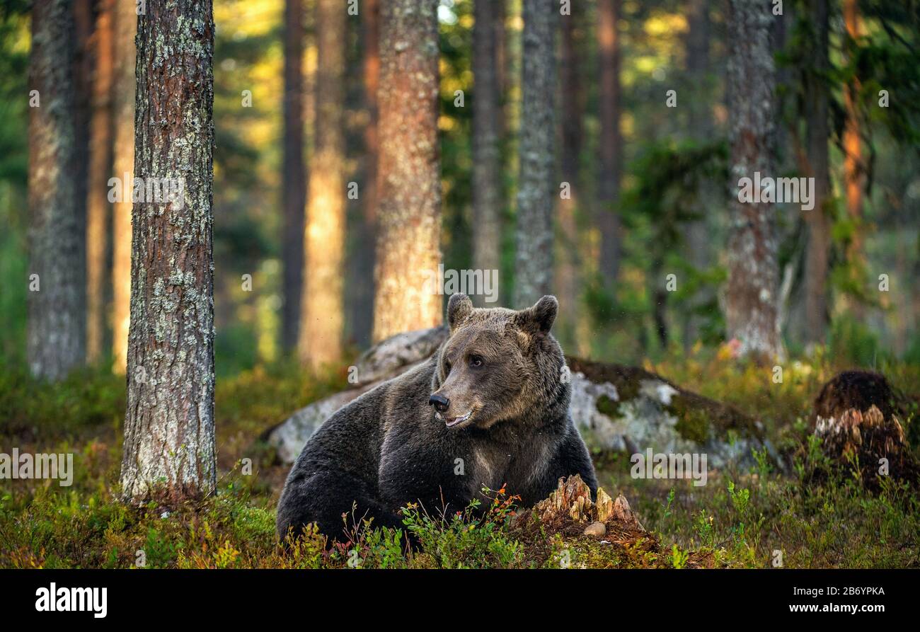 Un ours brun dans la forêt d'été au coucher du soleil. Nom scientifique: Ursus arctos. Habitat naturel. Banque D'Images