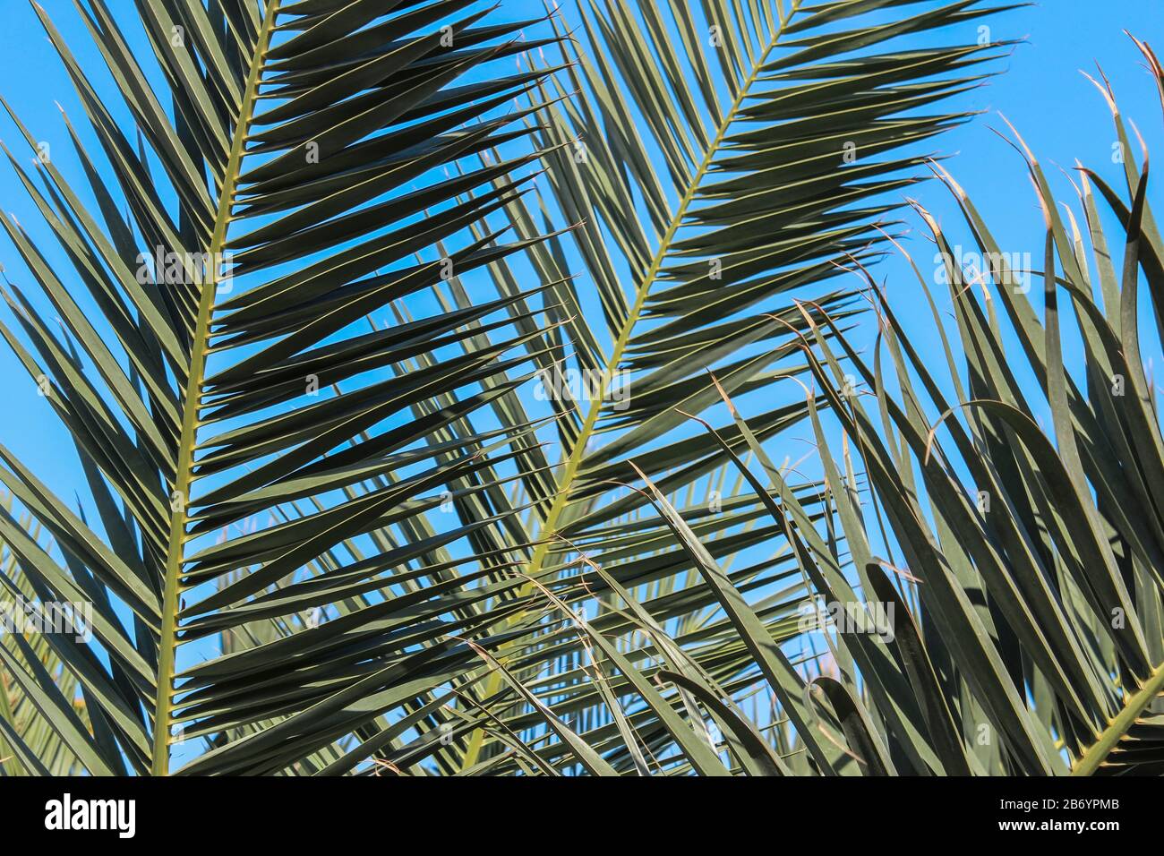 Feuilles de palmiers contre le ciel bleu comme arrière-plan Banque D'Images