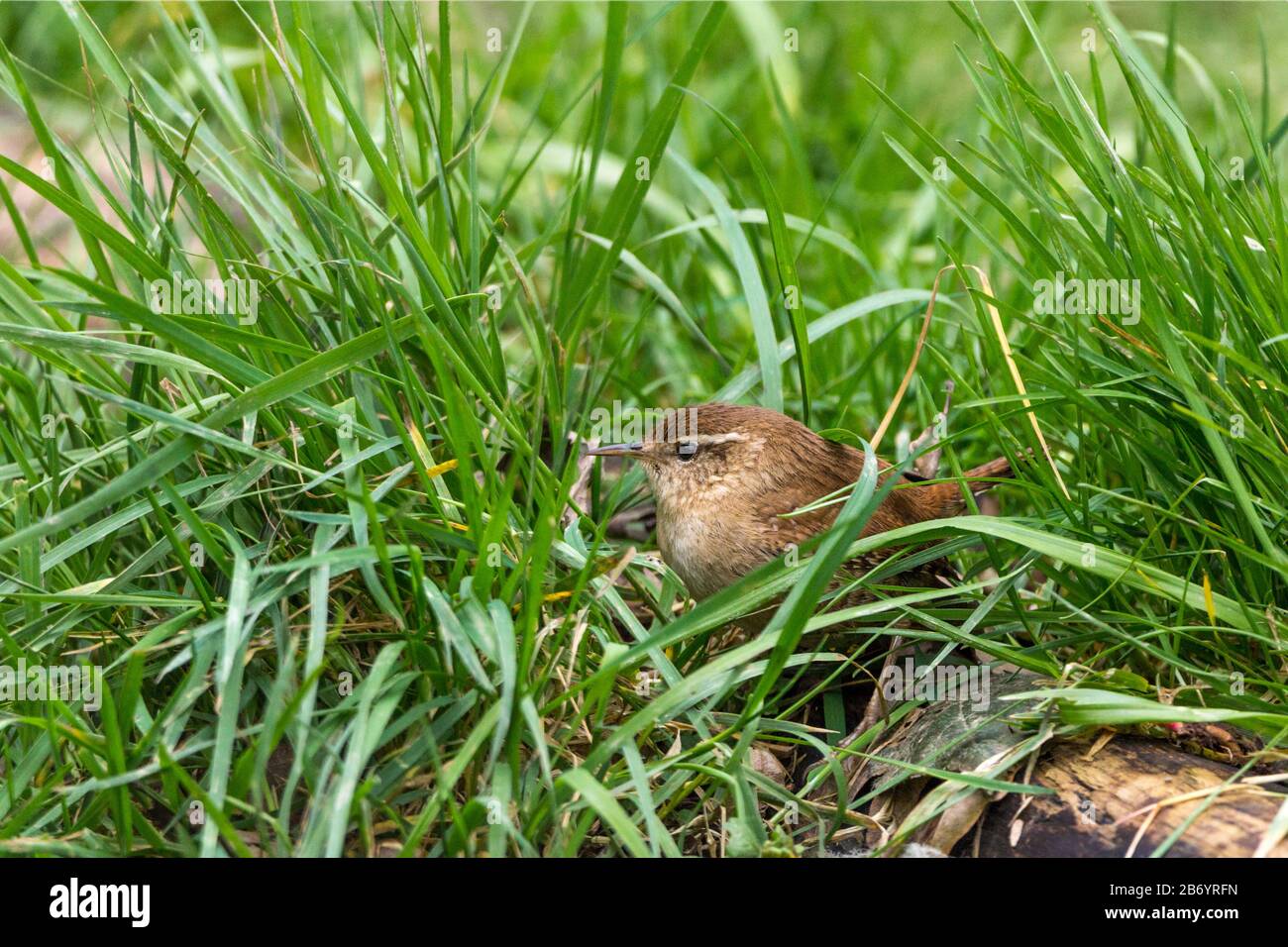 Wren (Troglodytes troglodytes) petit oiseau brun châtaignier avec queue courte coquée long bec fin et corps rond rayure pâle sur les yeux et buff dessous Banque D'Images