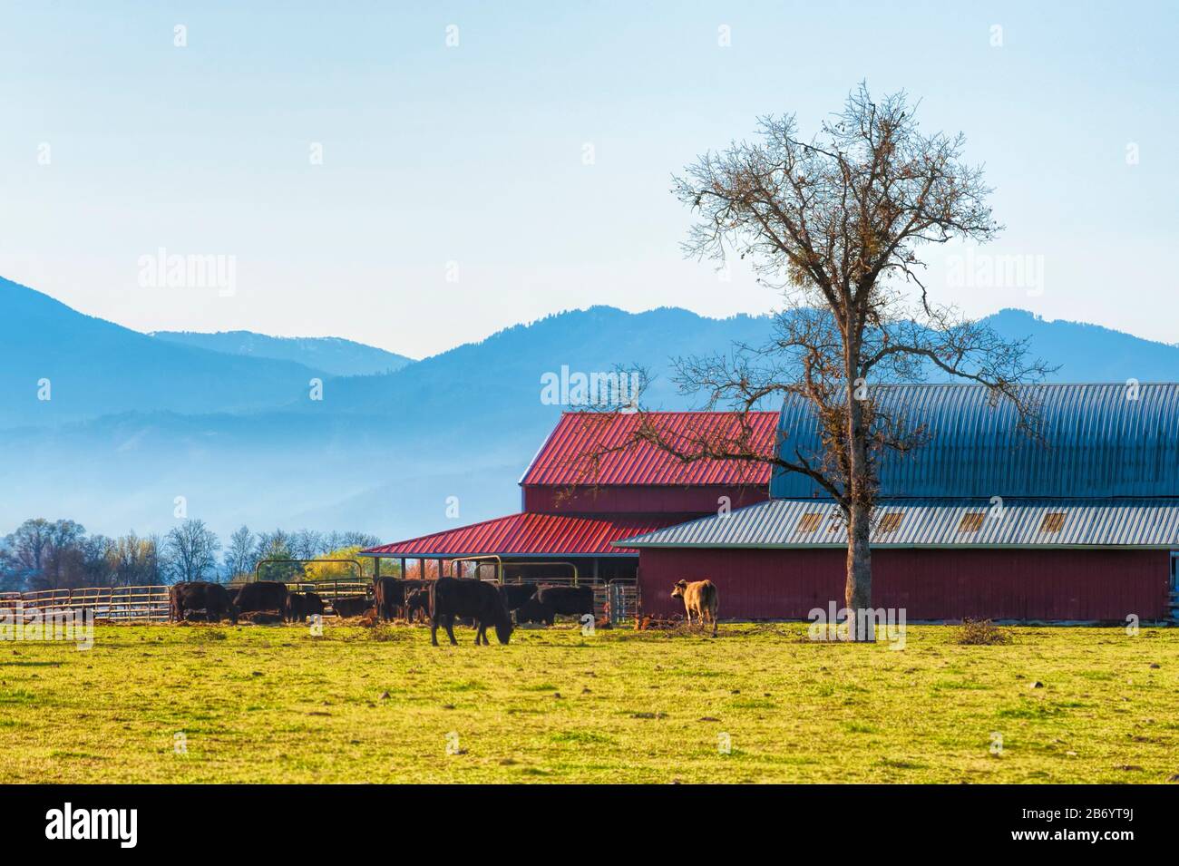 Le bétail braque dans la cour de Barn avec la chaîne de montagnes Cascade en arrière-plan. Banque D'Images