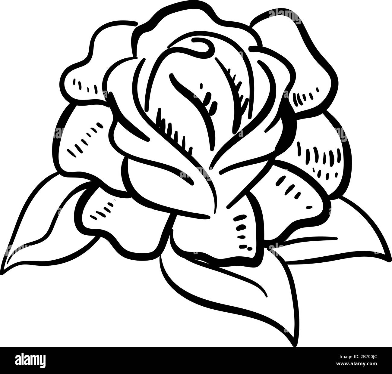 Rose dessin, illustration, vecteur sur fond blanc. Illustration de Vecteur