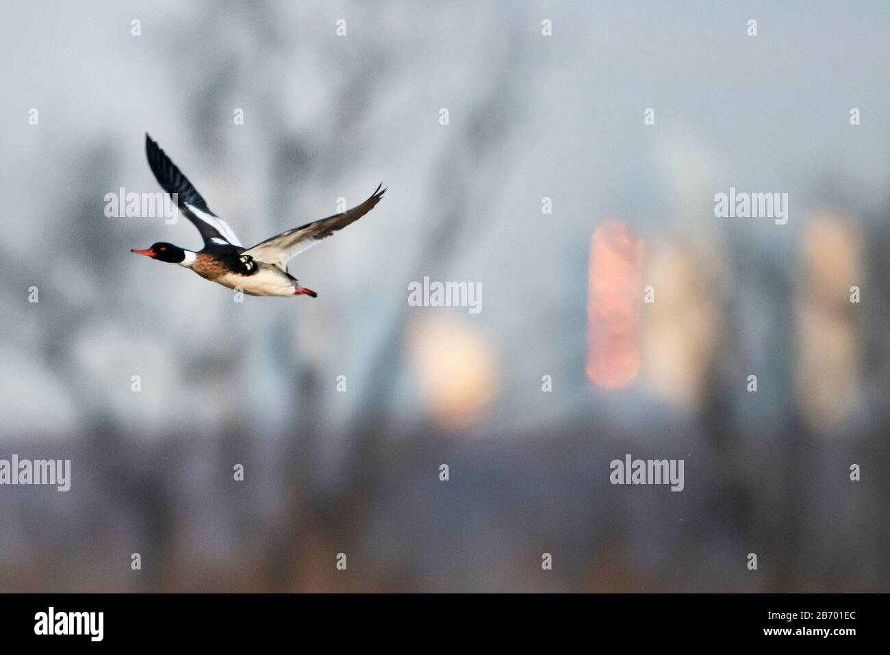 Un vol de merganser croisé rouge mâle contre les gratte-ciel urbains éclairés à l'aube Banque D'Images