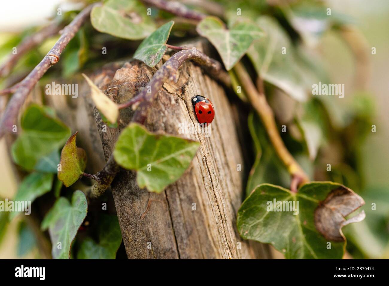 Ladybird à 7 points ( Coccinella septempunctata) installé sur un poteau de clôture couvert en ivy Banque D'Images