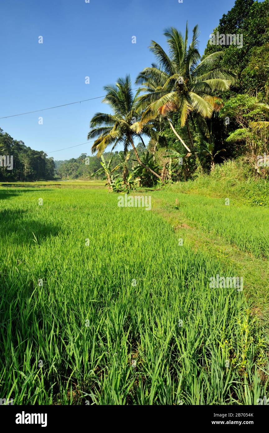 Sri Lanka, Kandy, rizières et palmiers Banque D'Images