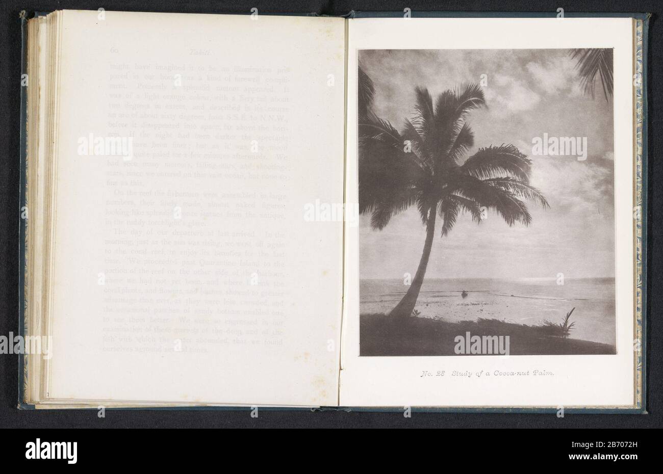 Kokospalm op Tahiti Etude d'un palmier à noix de cacao (objet op titel) palmier à noix de coco sur Tahiti étude d'un palmier à noix de cacao (objet titre) Type de propriété: Page d'impression photomécanique Numéro d'article: RP-F 2001-7-688-28 Inscriptions / marques: Nombre, recto, imprimé: 'No . 28.' Fabricant : Photographe: Henry Stuart Wortleyclichémaker: Meisenbach's Autotype Company Éditeur: Meisenbach's Autotype Company Lieu de fabrication: Tahiti Date: 1880 matériau: Papier technique: Mesure de la pression lumineuse: Impression: H 166 mm × W 139 mmTopelichtPrent page 60. Objet: Arbres: Palmier où Tahiti Banque D'Images