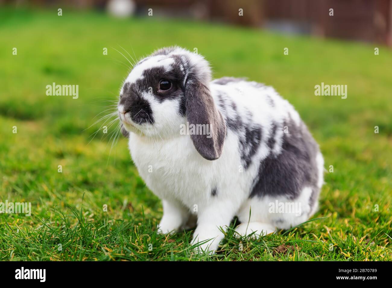 portrait d'un lapin animal de compagnie de race mixte, qui se trouve sur la pelouse Banque D'Images