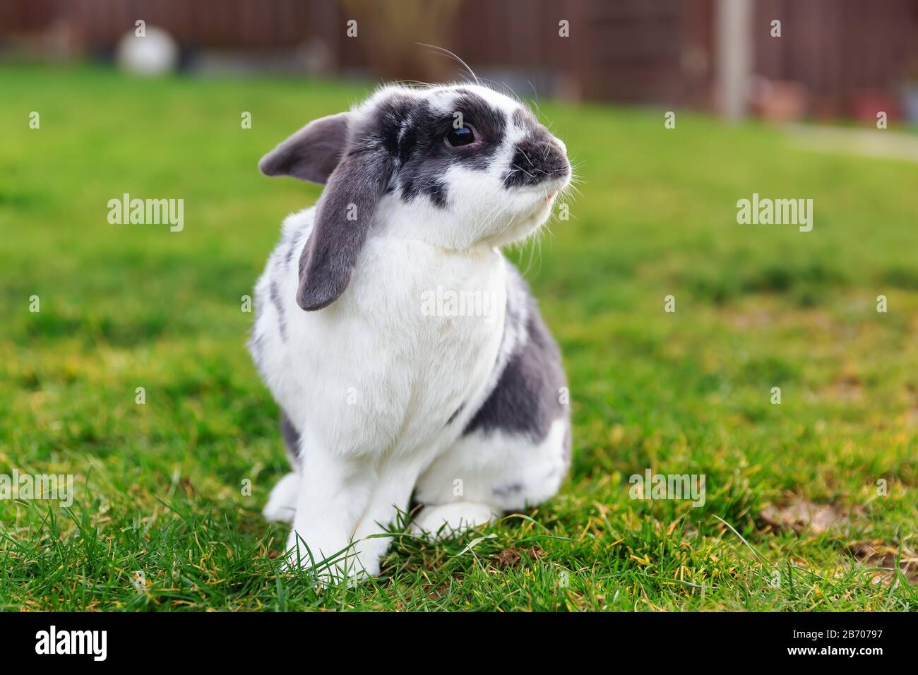 portrait d'un lapin animal de compagnie de race mixte, qui se trouve sur la pelouse Banque D'Images