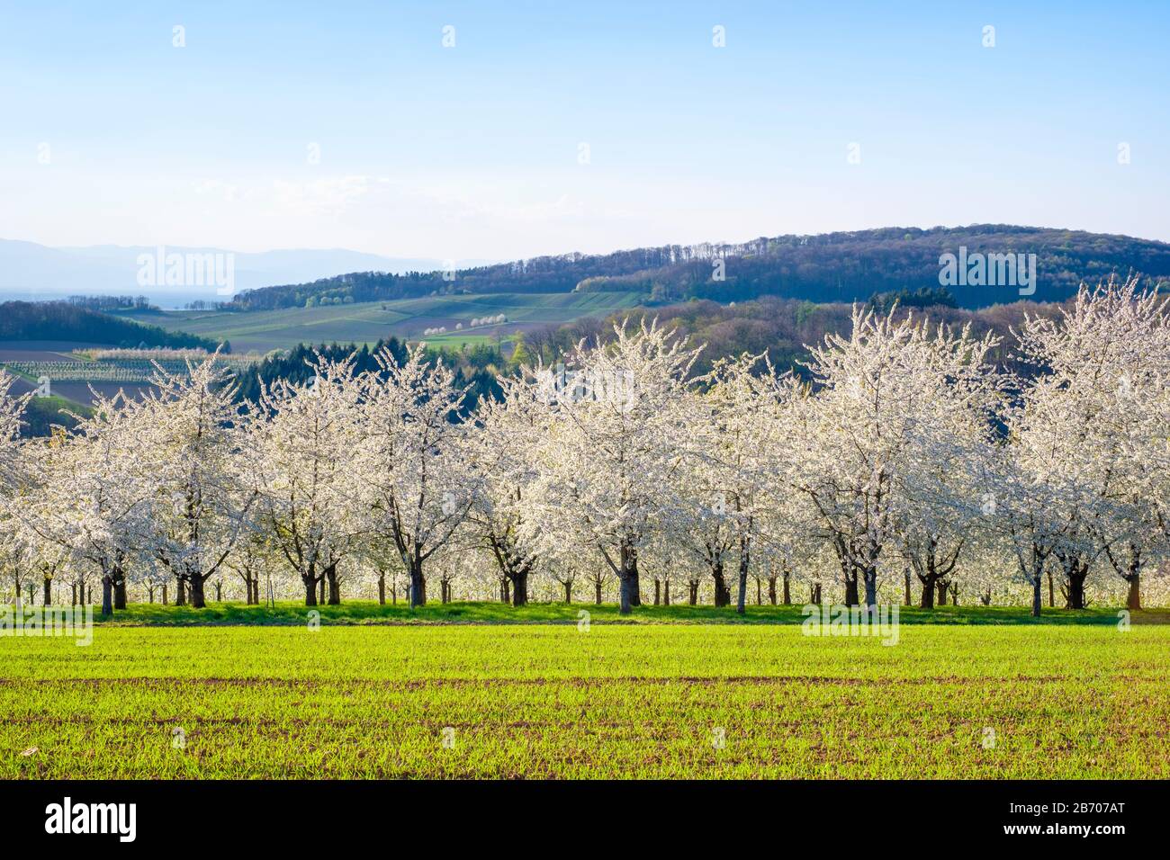 Allemagne, Bade-Wurtemberg, 10. Blossoming cherry trees dans la vallée de l'Eggenertal au début du printemps. Banque D'Images