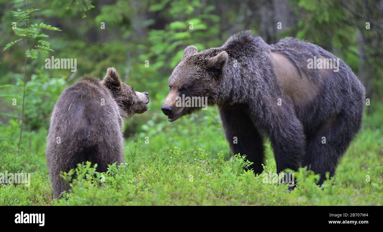 Ours bruns dans la forêt d'été. Banque D'Images