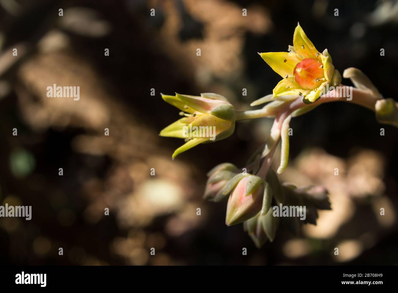 Photo macro de la fleur jaune en forme de cloche d'un cultivar d'echeveria Banque D'Images