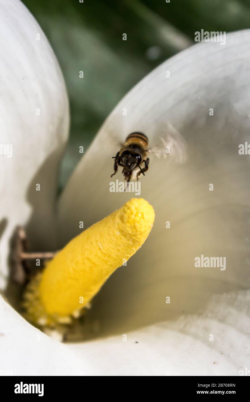 Une abeille africaine de miel (Apis Mellifera Scutellata) en vol après la pollinisation d'un Arum Lilly Banque D'Images