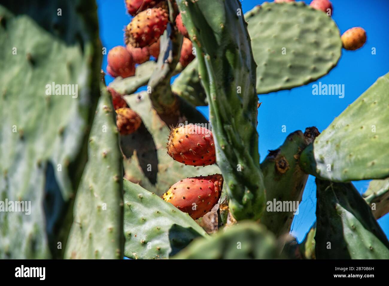 Cactus avec fruits à Gran Canaria Banque D'Images