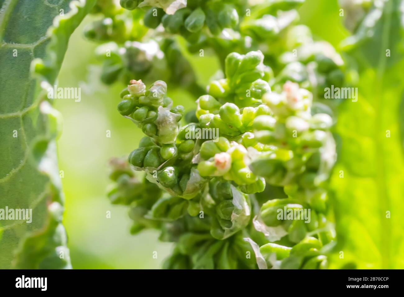 Fleurs Rumex confertus quai russe de l'oseille de cheval gros plan. Collecte des herbes médicinales en été dans les prés. Banque D'Images